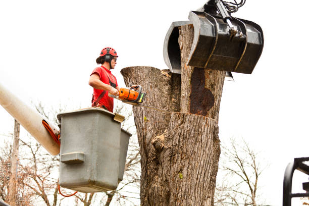 Cayce, SC Tree Care Company